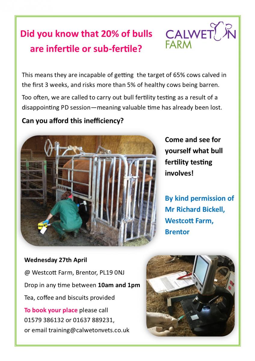 Bull Fertility Testing demonstration day Calweton Veterinary Group
